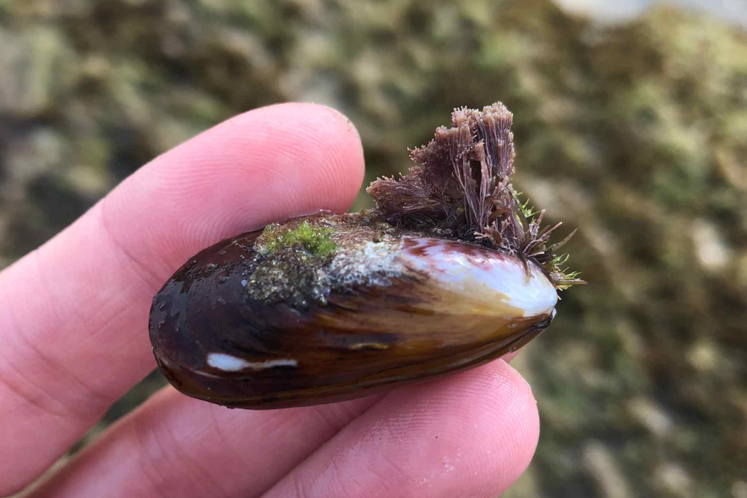 תמונת רקע לדף צדפה פולשת