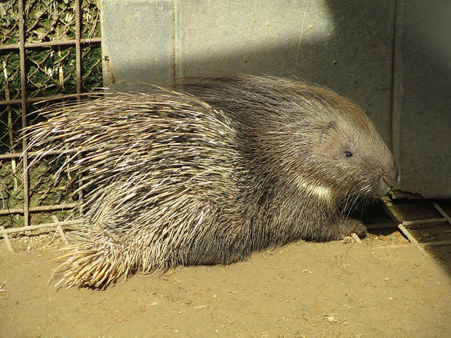 תמונת רקע לדף אמת ושקר על הדורבנים