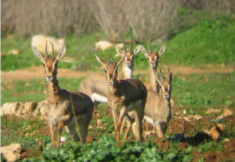 תמונת רקע לדף מודיעין- מסדרון אקולוגי