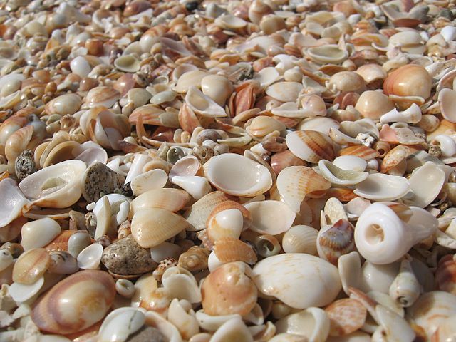 תמונת רקע לדף סביבה ימית וחופית