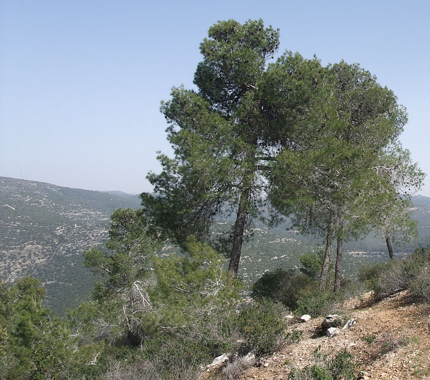 תמונת רקע לדף אורנים