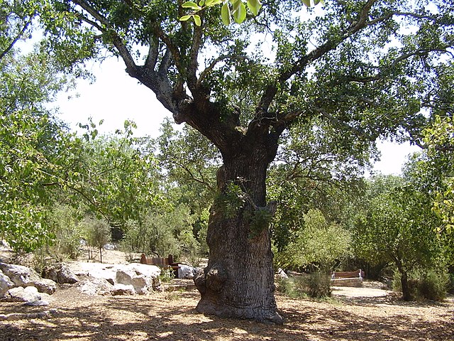 תמונת רקע לדף הבחנה בין שלושת האלונים
