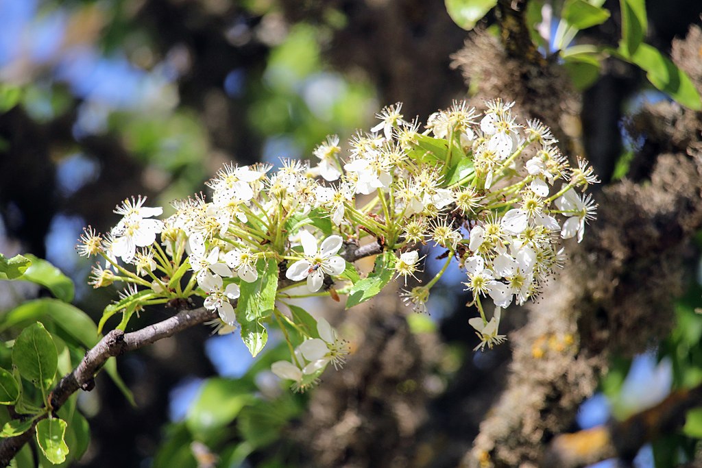 תמונת רקע לדף לקט אגדות על צמחי החורש