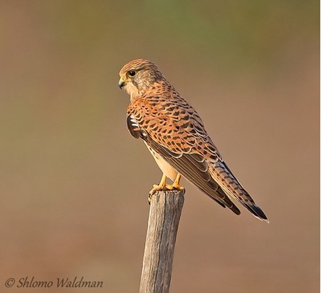 תמונת רקע לדף בז אדום
