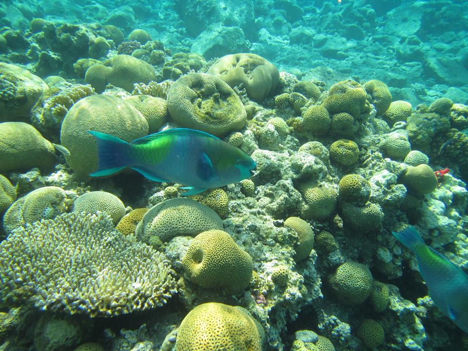 תמונת רקע לדף שוניות סלעיות- בית גידול נדיר